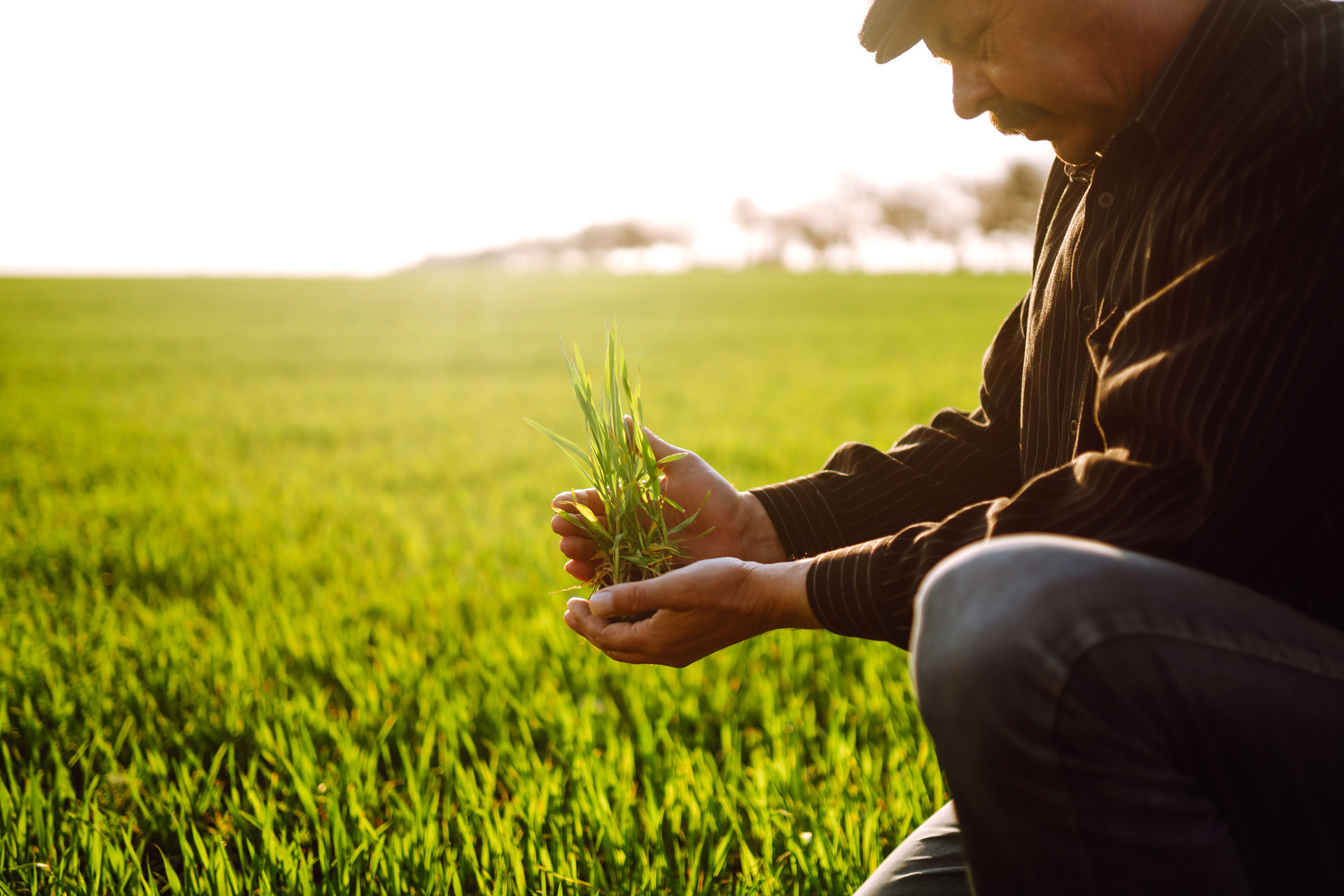 Trigo agricultor